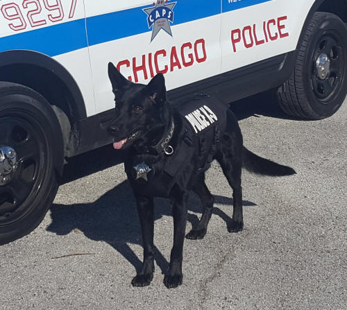 CPD K9 Dasty
